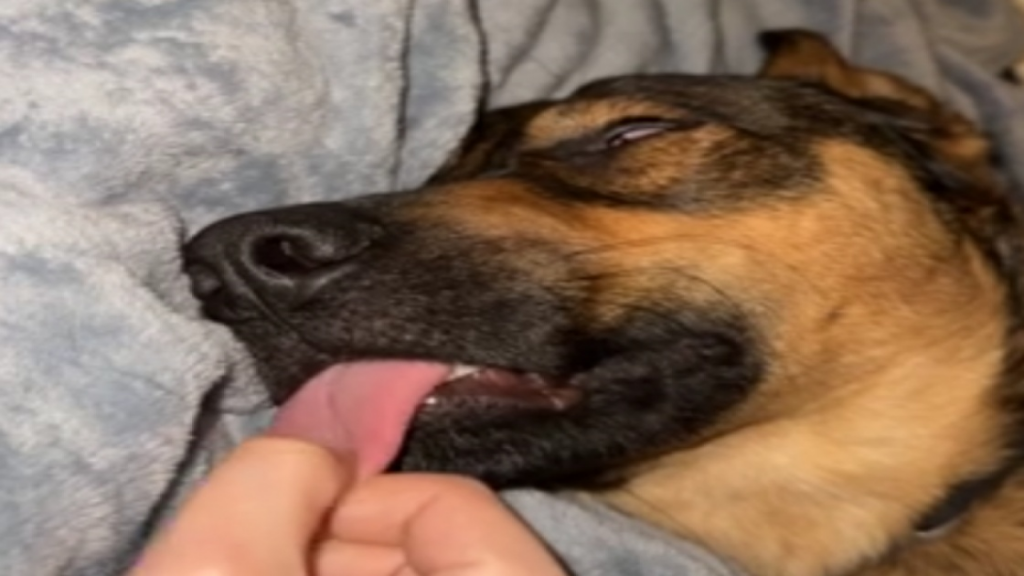 Ce chien aime bien les câlins!